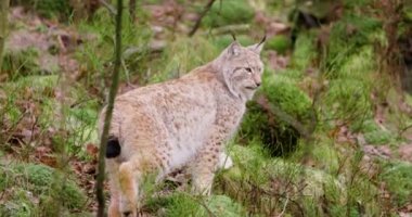 Şirin Avrupa lynx yavrusu ormanda yürür