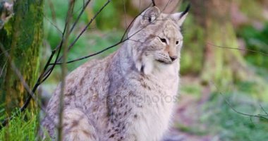 Avrupa lynx oturma ve ormanın derinliklerinde yatan