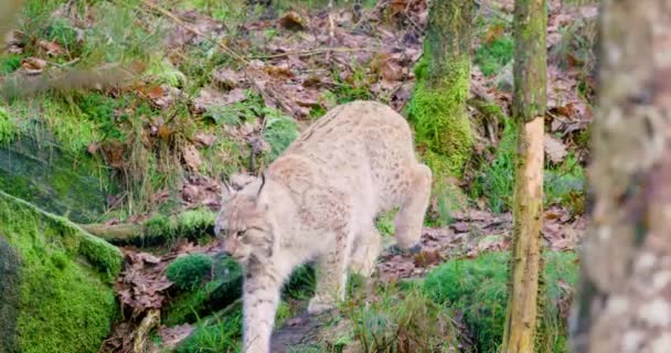 Um filhote de lince europeu caminha na floresta — Vídeo de Stock