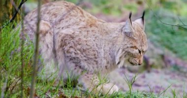 Avrupa lynx kedi yalanlar ormandaki geç düşmek