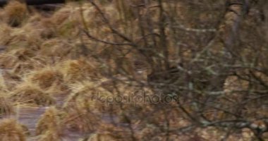 Wolverine ormanın içinde donmuş su üzerinde çalışan