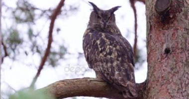 Bir ağacındaki bir dalı oturan büyük kartal baykuş