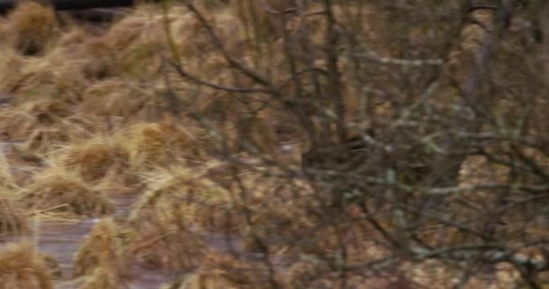 Carcajou courant au-dessus de l'eau gelée dans la forêt — Video