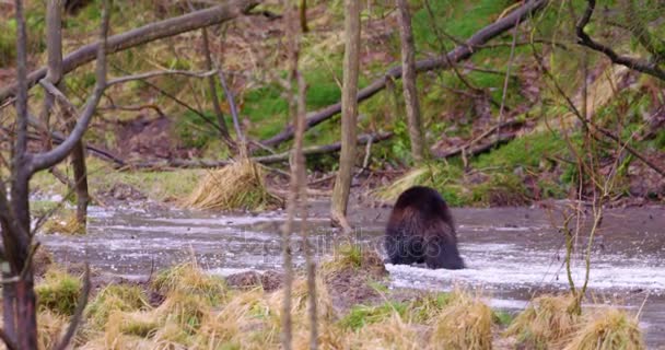 Ormanın içinde donmuş bir gölün üzerinde Wolverine digs — Stok video