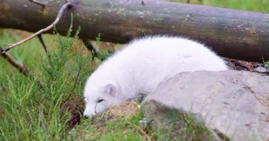 Beyaz Kutup tilkisi yalanlar ve geç içinde orman katta aittir