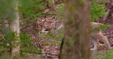 Avrupa lynx yavrusu ormanda sinsice