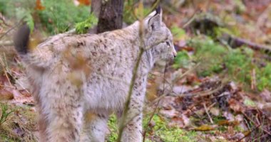 Şirin Avrupa lynx yavru kedi ormanda