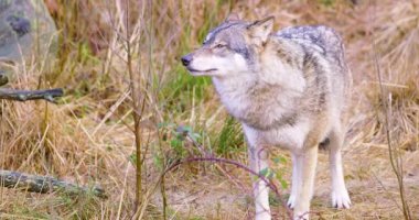 Bir gri kurt ayakta ve çim kokuyor