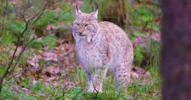 Avrupa lynx heather orman katta oturuyor
