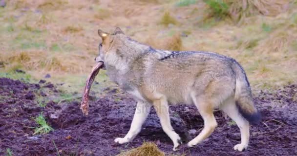 Волк ходит с мясом во рту — стоковое видео