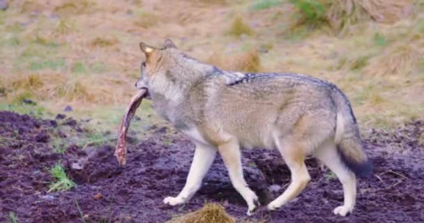 Vlk se masa kostí v ústech