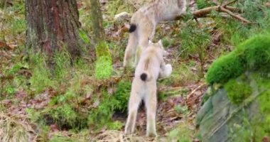 İki genç ve playfull lynx kedi yavrularını ormanda çalışan