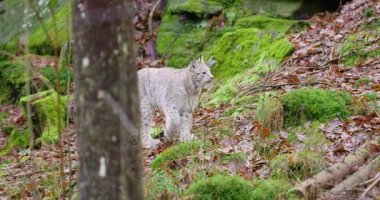 Avrupa lynx yavrusu ormanda yürüyüş