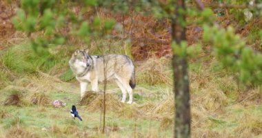 Bir gri kurt ormanda anlamına gelir ve bir parça et korur