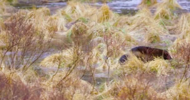 Wolverine Correre sopra l'acqua ghiacciata nella foresta — Video Stock