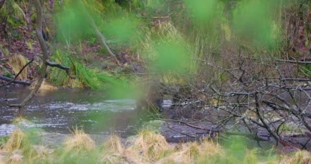 Deux carcajous courent et jouent sur l'eau gelée dans la forêt — Video