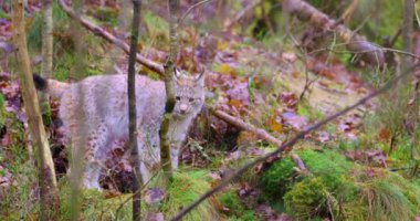 Playfull genç lynx kedi yavrusu ormanda