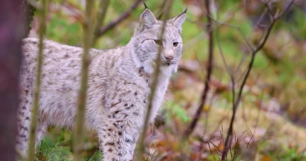 Młodzi i playfull lynx kot stojący w lesie — Wideo stockowe