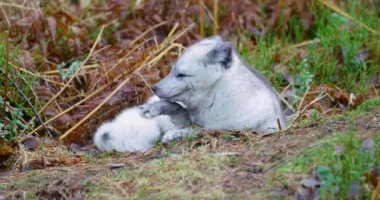 Gözlemci Kutup tilkisi orman katta geç yalan düşmek