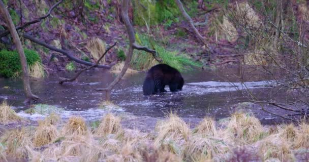 ウルヴァリンは、森で凍った湖から氷を食べる — ストック動画