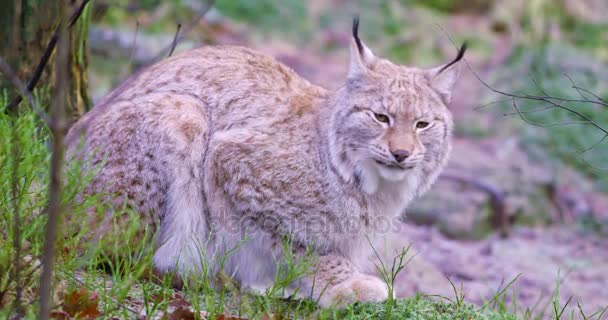 Europese lynx kat ligt in het bos op vroege winter — Stockvideo