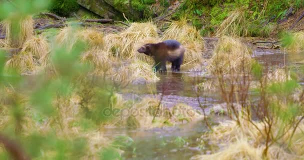 Один росомаха ходит по замёрзшему озеру в лесу — стоковое видео