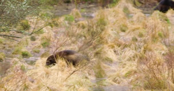 Un glotón corriendo sobre el agua congelada en el bosque — Vídeo de stock