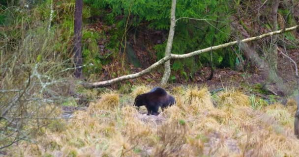 Wolverine finner mat i isen på frusen sjö i skogen — Stockvideo