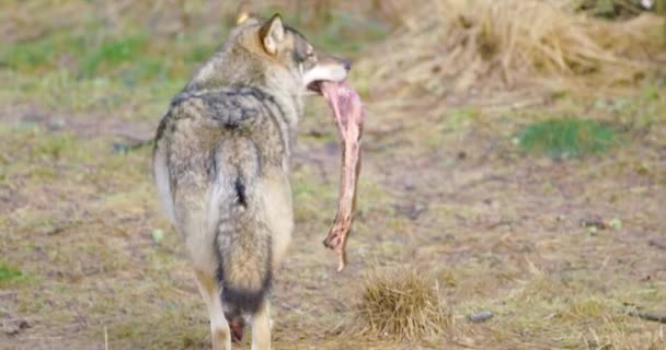 Loup gris courant avec une viande dans la bouche dans la forêt 