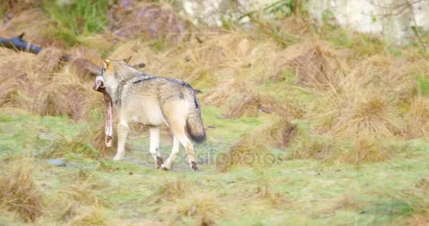 Lobo huyendo con trozo de carne en el bosque — Vídeo de stock