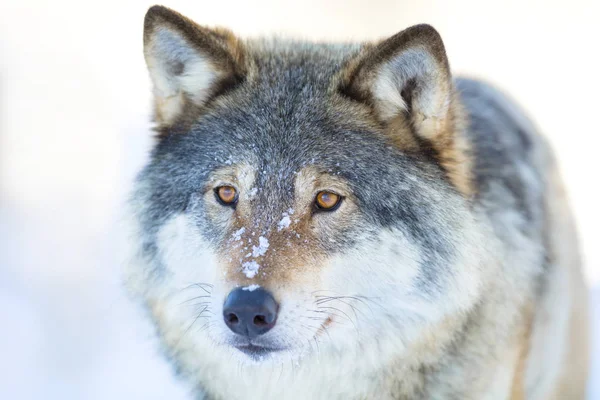 Close-up portrait of a wolfs head in the winter — Stock Photo, Image