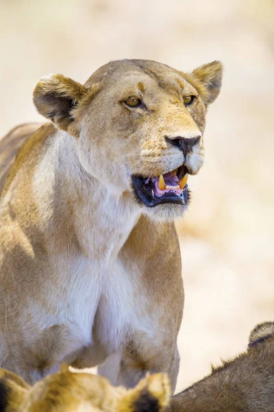 Zamknij się z jednego dużego dzikie lwica w Afryce — Zdjęcie stockowe
