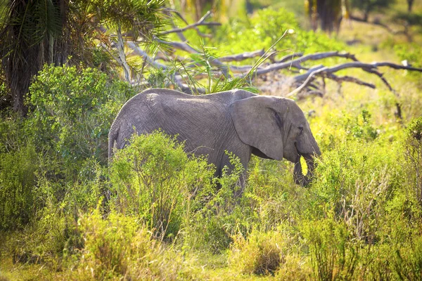 Mladý velký slon jíst trávu v Serengeti — Stock fotografie