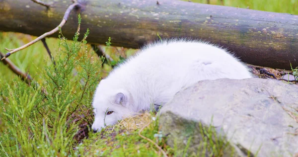 White arctic fox lies and rests at forest floor in the late fall — Stock Photo, Image