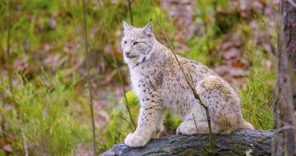European lynx sits in the autumn forest — Stock Photo, Image