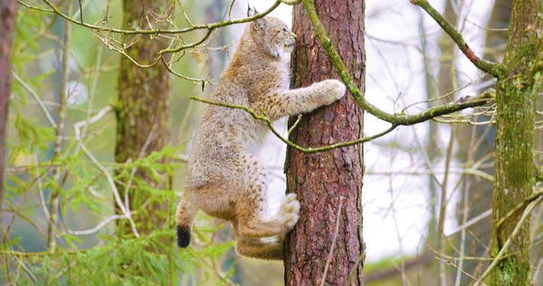 Playfull lynx cat cub climbing in a tree in the forest — Stock Photo, Image