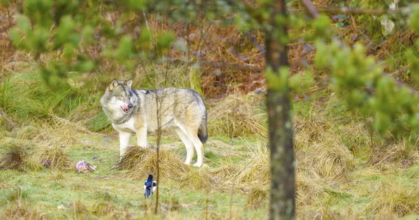 Un lupo grigio sta nella foresta e custodisce un pezzo di carne — Foto Stock