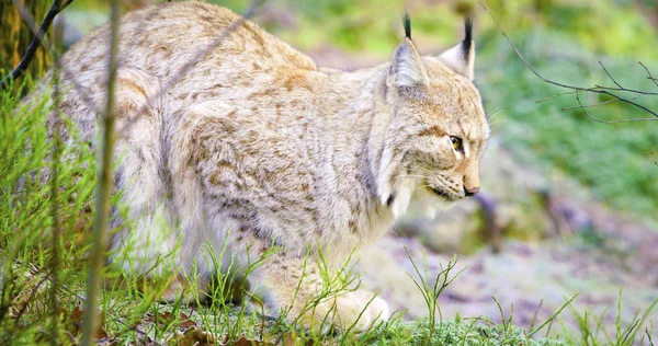 One european lynx cat lies in the forest at early winter — Stock Photo, Image