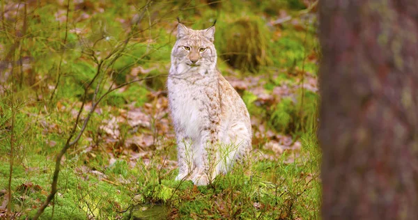 Gurur genç Avrupa lynx sonbahar ormanda oturur — Stok fotoğraf