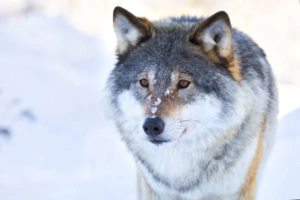 Közelkép a farkas, a téli portréja — Stock Fotó