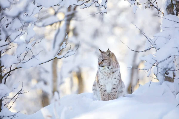 在寒冷的冬天森林美丽猞猁猫崽 — 图库照片