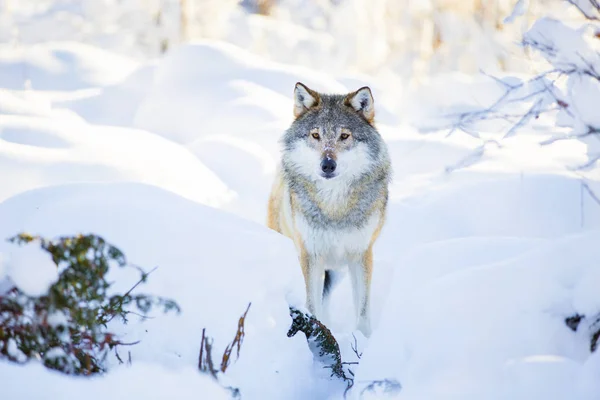 Loup neigeux se dresse dans la belle forêt d'hiver — Photo