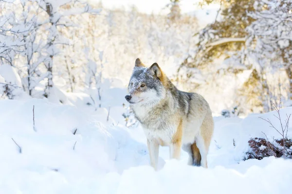 オオカミが美しく、雪に覆われた冬の風景に立っています。 — ストック写真