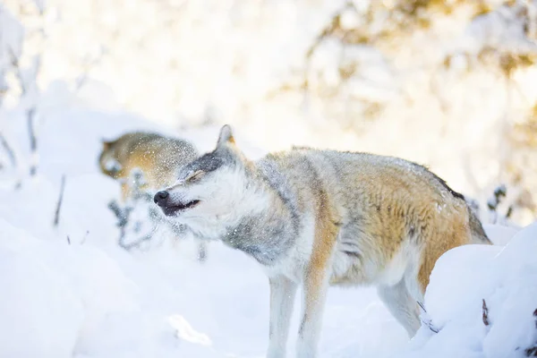 Wilk wstrząsnąć off śniegu w piękny zimowy Las — Zdjęcie stockowe