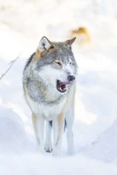 Lobo limpeza e lambendo em torno da boca na bela floresta de inverno — Fotografia de Stock