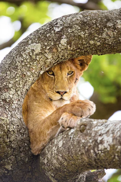 Nahaufnahme eines Löwen mit wilden Augen, der im Baum ruht — Stockfoto