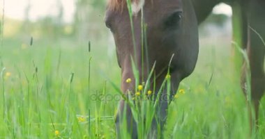 Arap atı bir yeşil çayır çim yeme