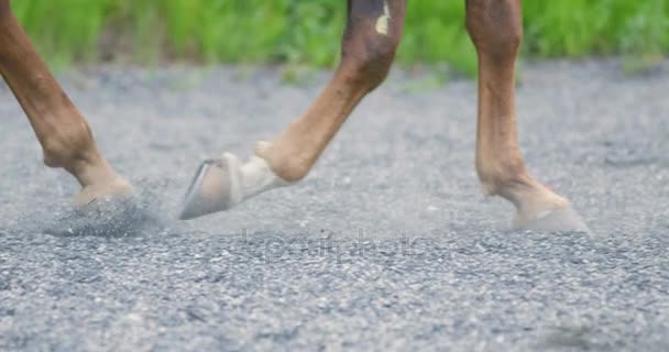 Primer plano de cascos de caballo caminando sobre suelo arenoso — Vídeos de Stock