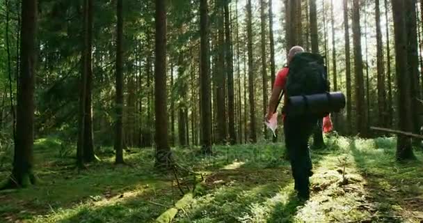 Aktiver männlicher Wanderer wandert im Morgengrauen mit Karte im schönen Wald — Stockvideo