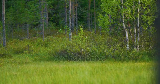 Дикий вовк вільно ходить у лісі шукаючи їжу — стокове відео